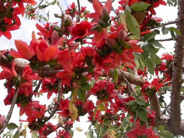 Bombax Ceiba Tree Edible Fruit Kopak Red Silk Cotton Seeds Flower Seeds for Home and Garden