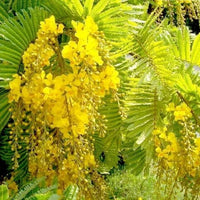 Peltophorum Pterocarpum Ferrugineum Fragrant Copper Pod Tree Seeds