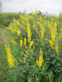 Crotalaria Pallida – Rattlepod Perennial Herb Seeds