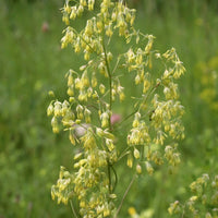 Purple Meadow Rue – Hardy Wildflower Garden Seeds