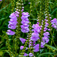 Obedient Plant Physostegia Virginiana – Colorful Wildflower Garden Seeds