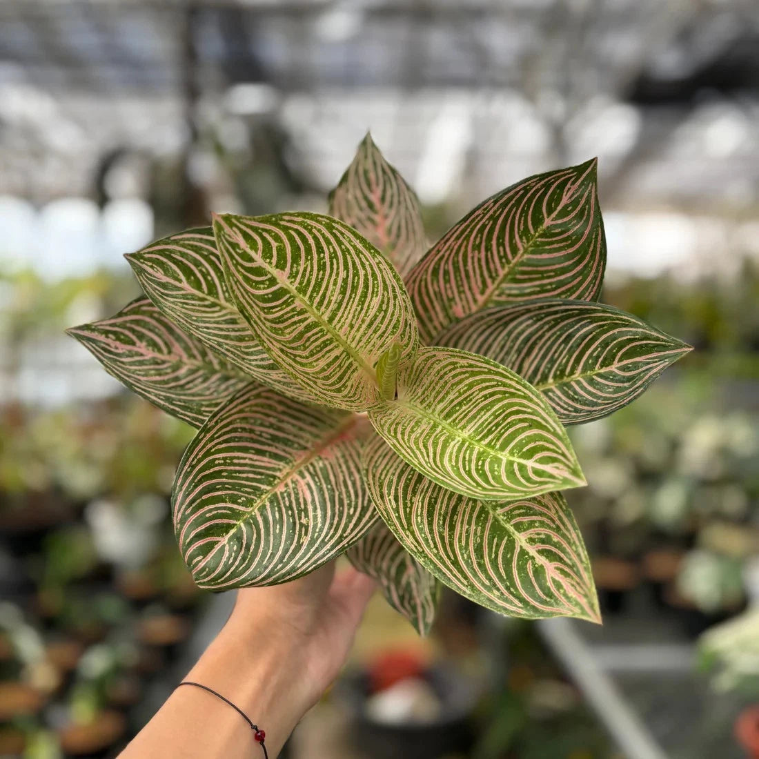 Real Pict Aglaonema Golden Hope Plant Vegetable Seeds for your garden