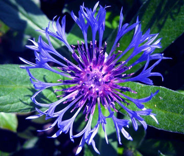 Mountain Bluet Centaurea Montana Perennial Flower Seeds