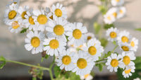 Chamomile Flower Seed Matricaria Chamomilla Perennial Flower Seeds