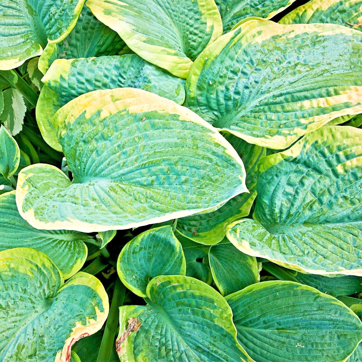 Christmas Tree Hosta Perennial Shade Tolerant Garden Flower Seeds