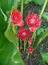 Etlingera Elatior – Pink Torch Ginger Perennial Seeds