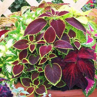 Mixed Colors Coleus – Colorful, Mixed Flower Seeds