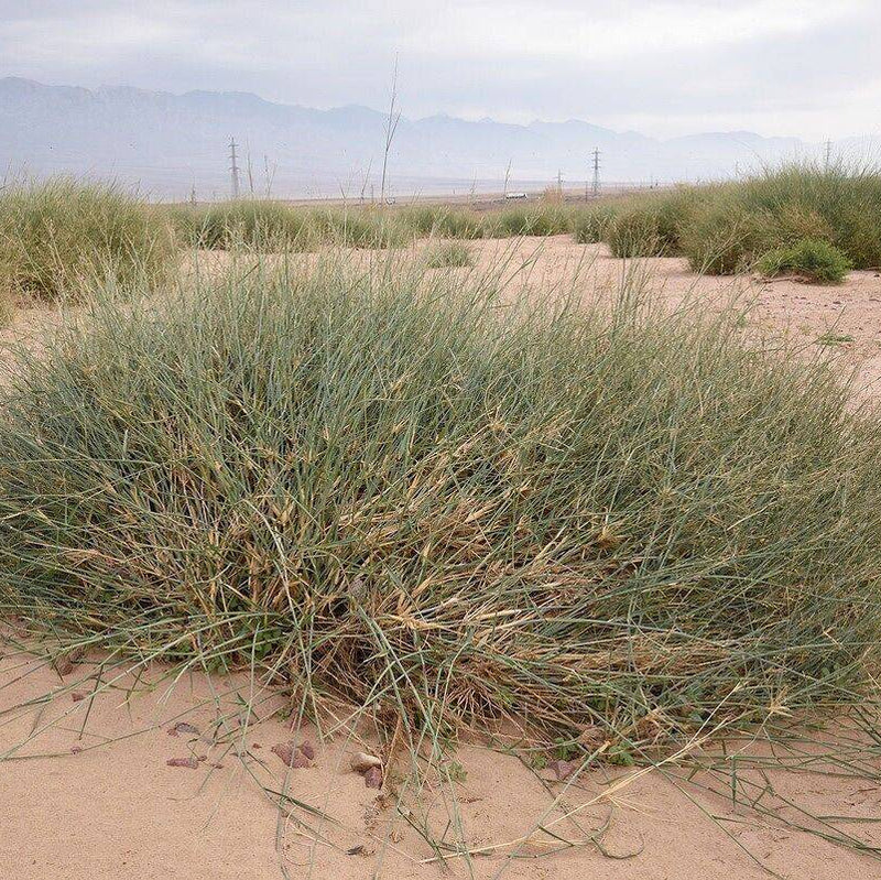 Panicum Turgidum Seeds, Taman Grass Afezu/Tuman/Thaman Drought-Tolerant Desert Grass Seeds