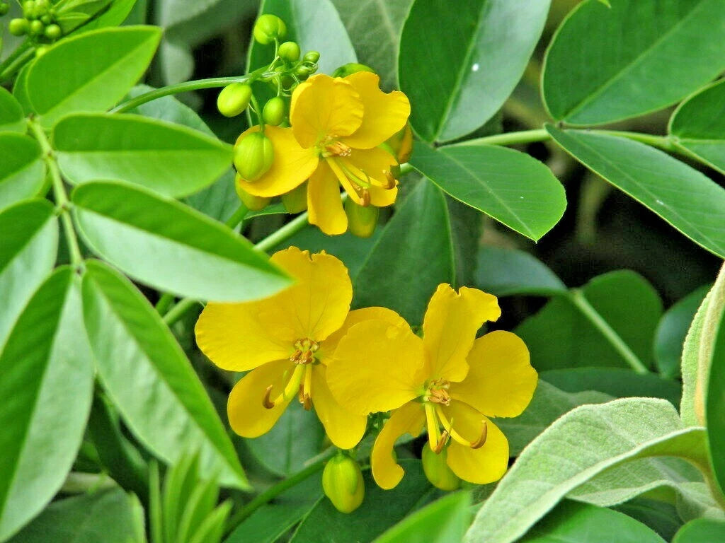 Argentine Senna Senna Corymbosa – Flowering Tree Seeds