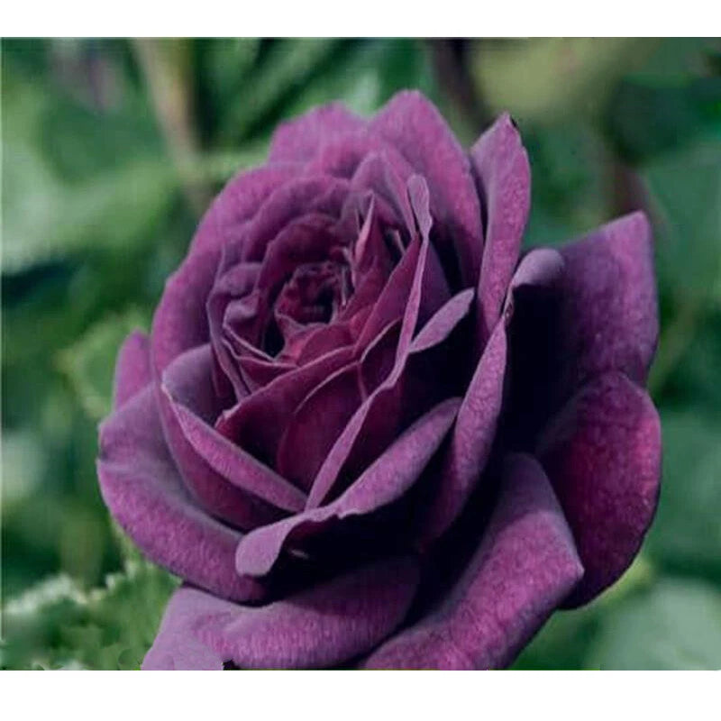 Purple Rose – Perennial Garden Flower Seeds