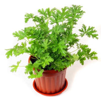 Citronella Lemon Balm – Perennial Herb Seeds