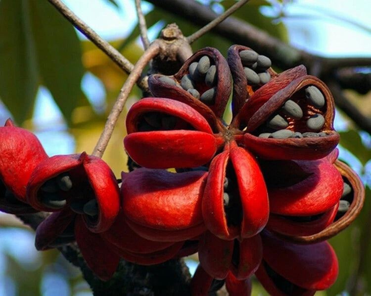 Sterculia Foetida Ornamental Java Olive Tree Seeds