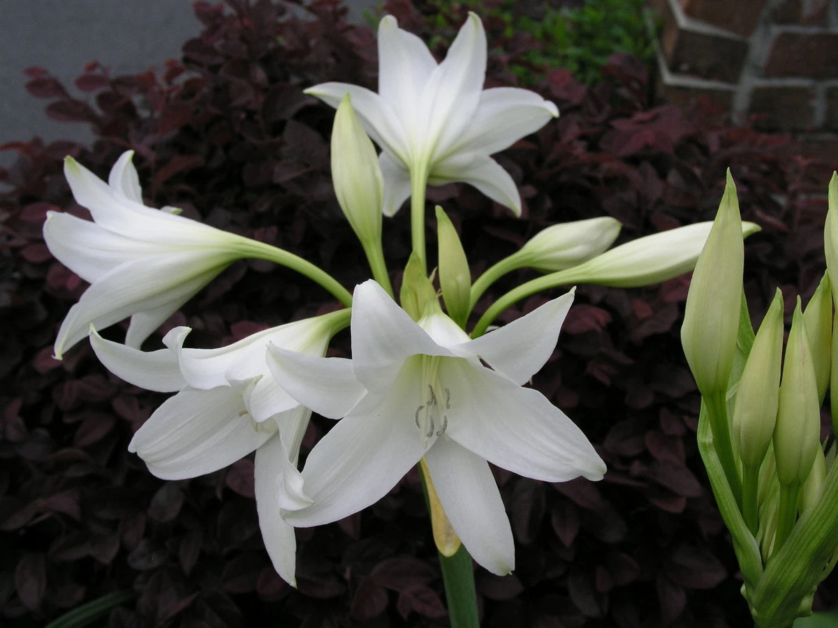 Crinum Lily Powellii – Garden Flower Seeds