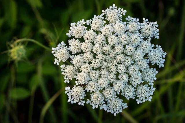 Queen Anne's Lace Seeds for Planting - Seeds