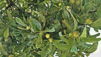Elephant Apple Dillenia Indica – Edible Fruit Tree Seeds