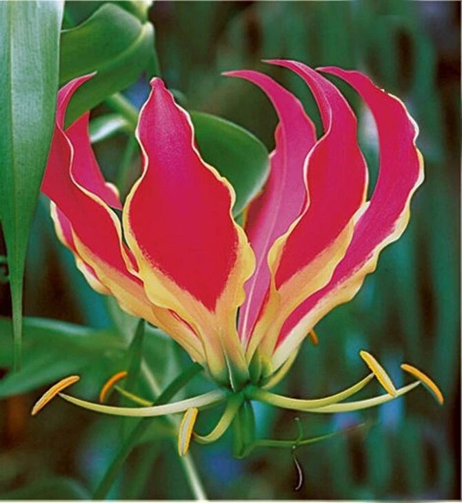 Gloriosa Rothschildiana Climbing Flame Lily Garden Flower Seeds