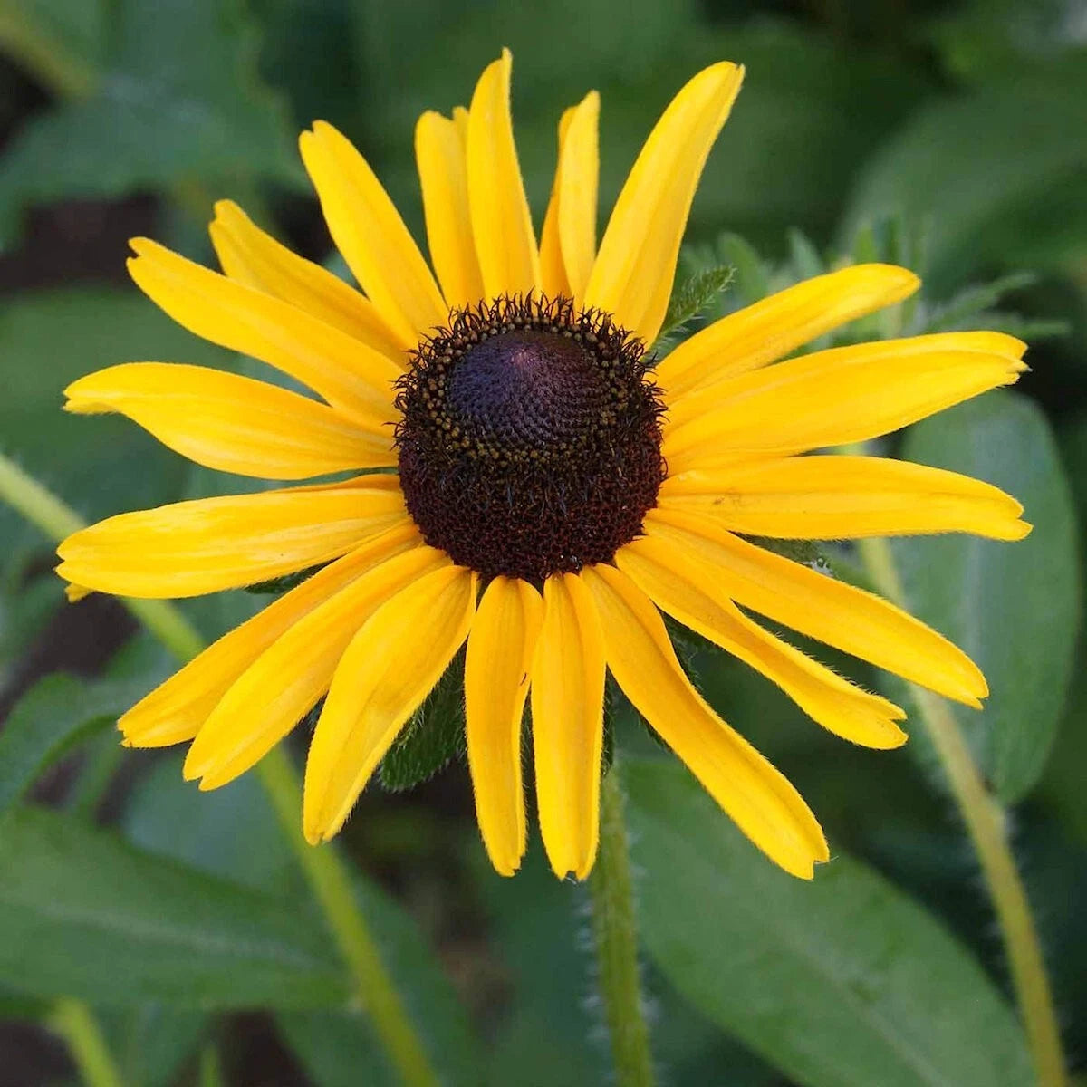 Black Eyed Susan Rudbeckia Hirta – Hardy Wildflower Garden Seeds