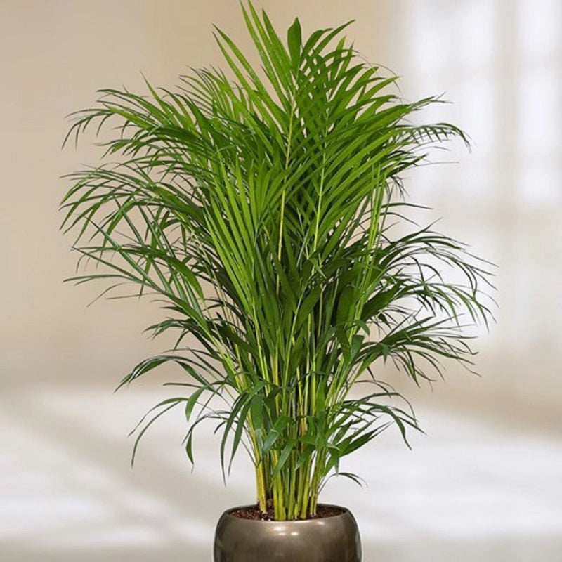 Areca Butterfly Palm Dypsis Lutescens Indoor Houseplant Seeds