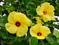 Yellow Hibiscus Talipariti Hamabo – Bright Garden Flower Seeds