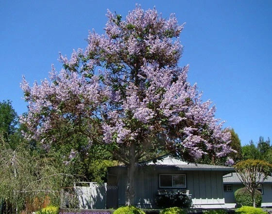 Paulownia Fortunei – Flowering Edible Tree Seeds
