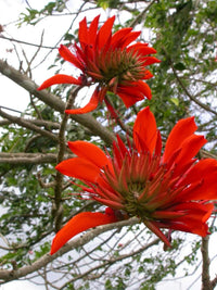 Coral Tree Erythrina Arborescens – Flowering Tropical Tree Seeds