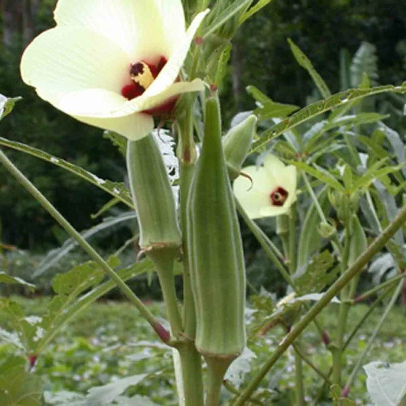 Musk Mallow Abelmoschus Moschatus Fragrant Hibiscus Vegetable Seeds