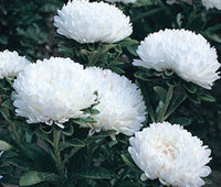Aster Callistephus Chinensis – Milady White Dwarf Flower Seeds