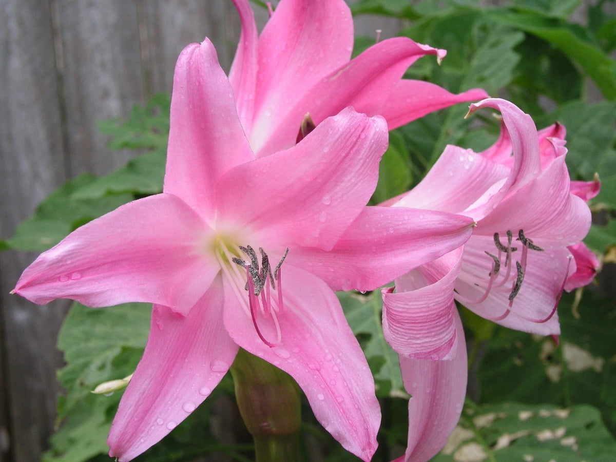 Crinum Lily Worsleyi – Large Flower Bulb Seeds