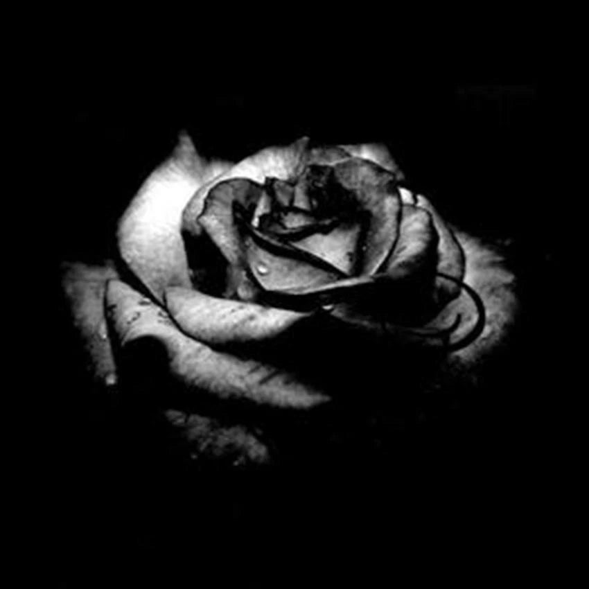 Black Rose Seeds Rosa Bush Shrub Perennial Flower Seeds - Perennial