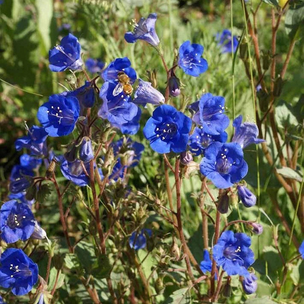 California Bluebell Phacelia Campanularia – Colorful Wildflower Seeds