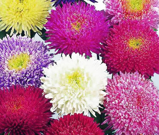 Aster Powder Puff Mixed Colors Callistephus Chinensis – Hardy Garden Flower Seeds