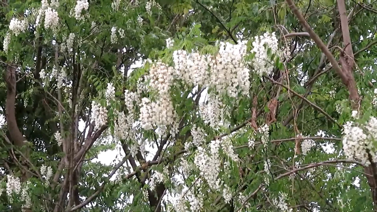 Robinia Pseudoacacia – Fragrant Black Locust Tree Seeds