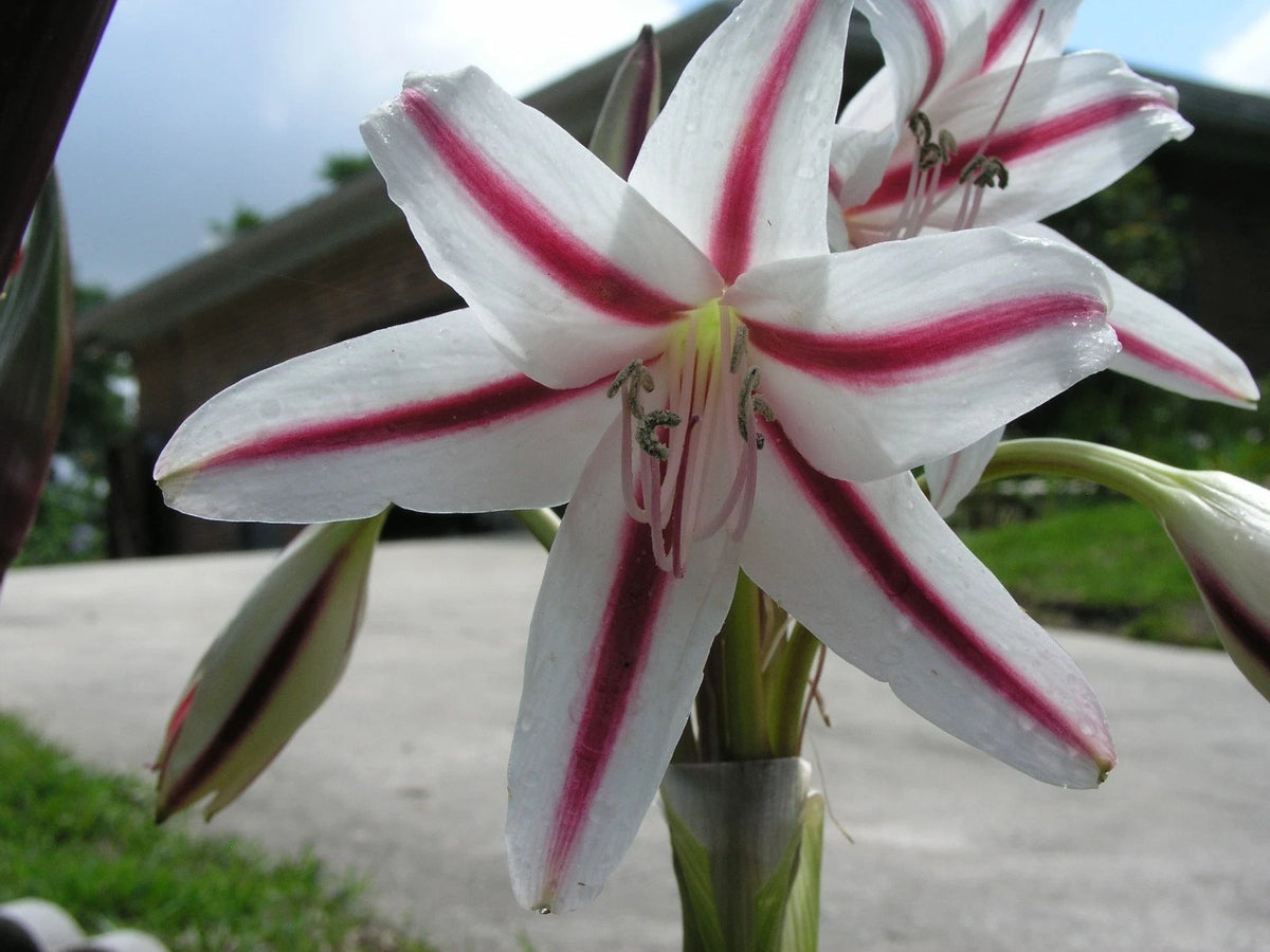 Crinum Lily Scabrum – Garden Flower Seeds