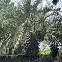 Pindo Palm Tree Seeds Butia Capitata - Edible Jelly Palm - Tropical Fruit & Ornamental Tree