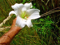 White Formosa Lily Lilium Formosanum Tall Perennial Flower Seeds