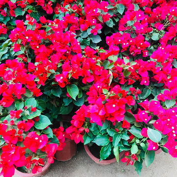 Mixed Color Garden – Colorful, Mixed, Bonsai, Garden Flower Seeds for Planting