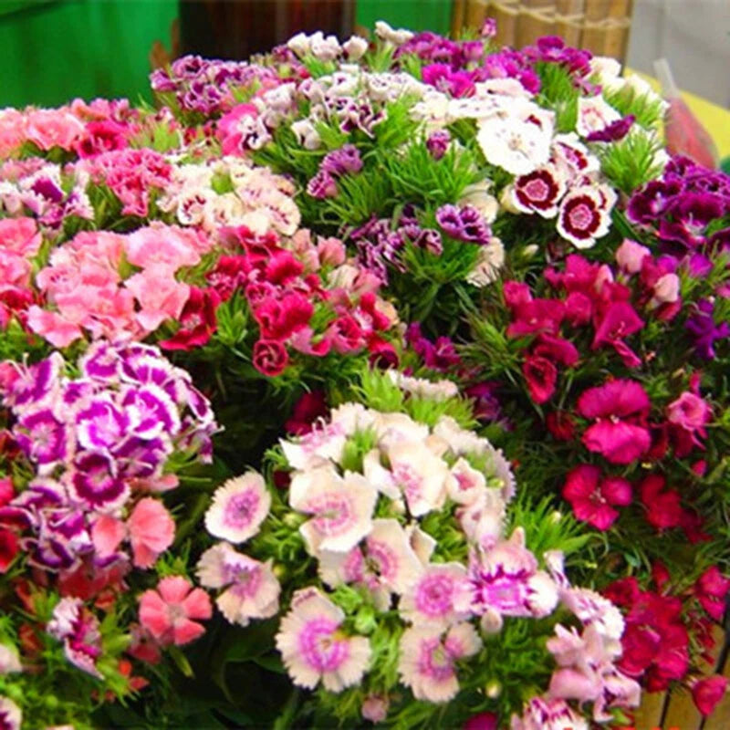 Sweet William Tall Double Dianthus Seeds - Flower Seeds