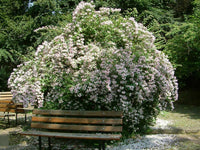 Kolkwitzia Amabilis – Cold Hardy Flowering Beauty Bush Seeds