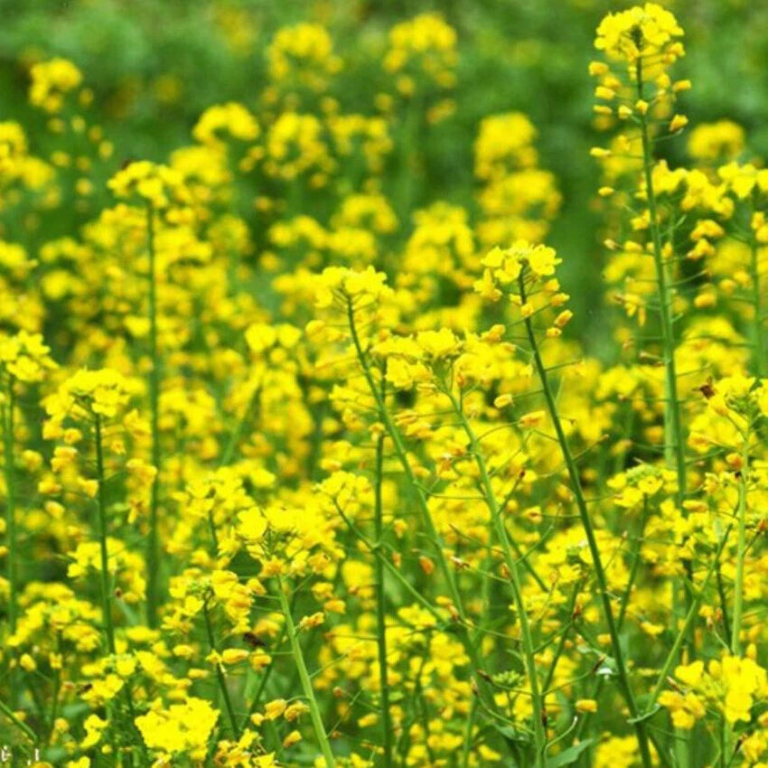 Canola Rapeseed Brassica Napus – Edible Flower Seeds