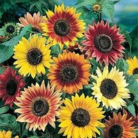 Mardi Gras Mix Sunflower Seeds for Planting Great for Hummingbird Butterfly