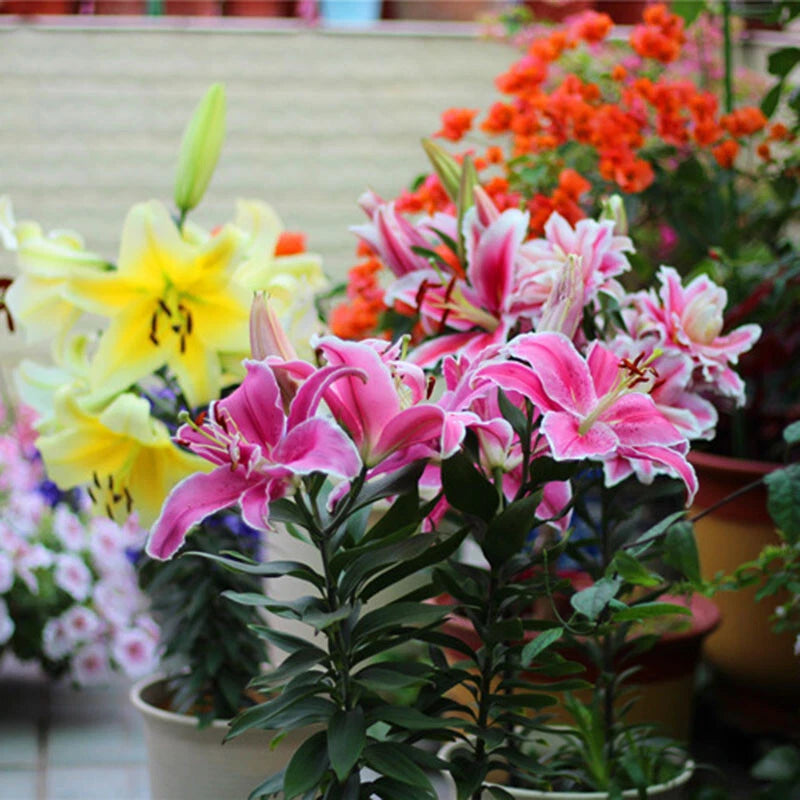 Beautiful Lily Oriental Mix Color Seeds Pack - Colorful Flower Seeds