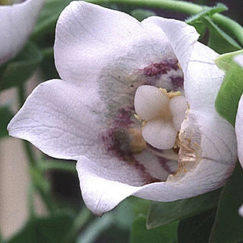 Codonopsis Pilosula Dang Shen Perennial Bonnet Bellflower Seeds