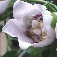 Codonopsis Pilosula Dang Shen Perennial Bonnet Bellflower Seeds