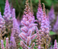 Astilbe Astilbe Chinensis – Chinese Pumila Garden Flower Seeds