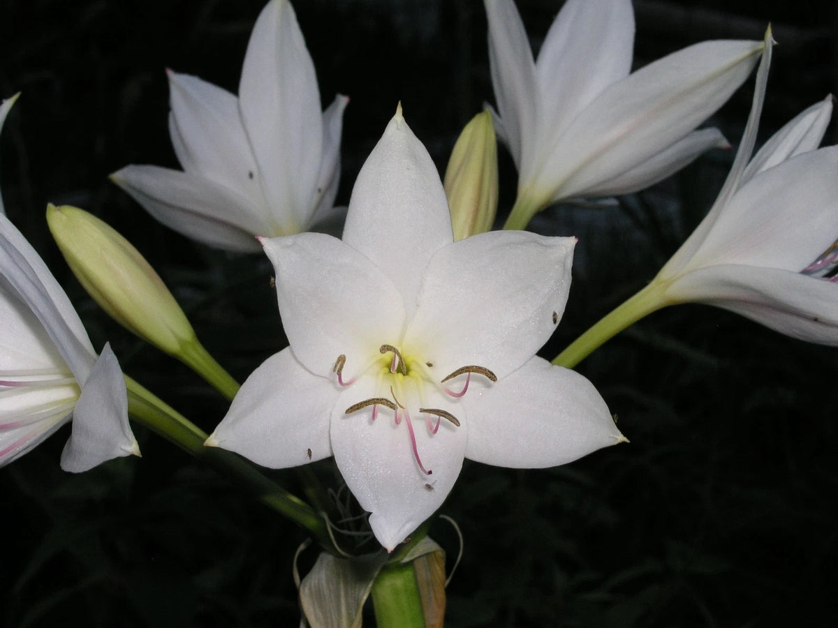 Crinum Lily Johns – Garden Flower Seeds