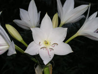 Crinum Lily Johns – Garden Flower Seeds