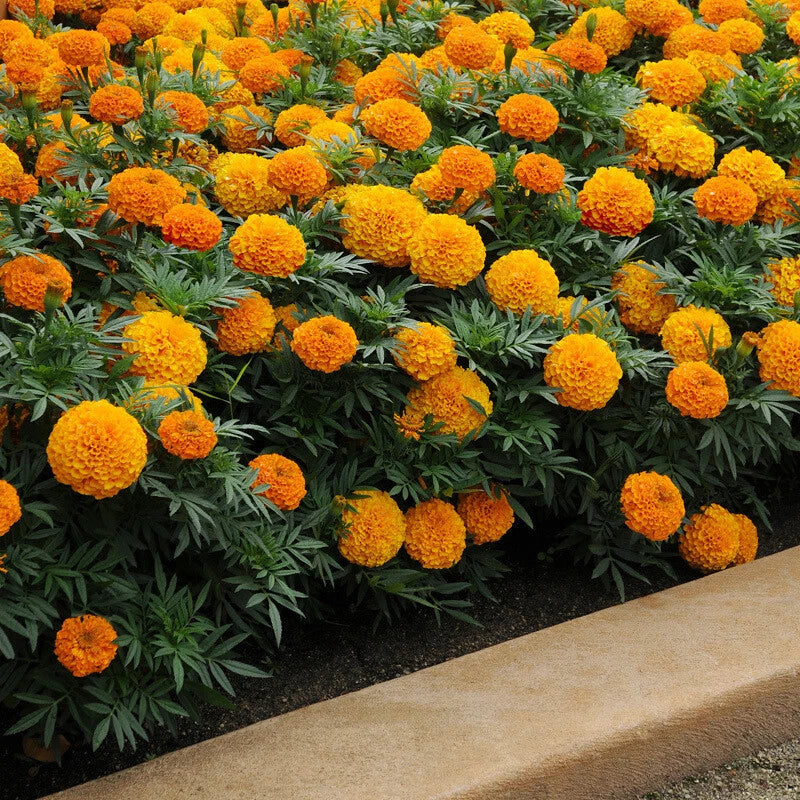 Marigold Dwarf Double Mix Colorful Garden Flower Seeds