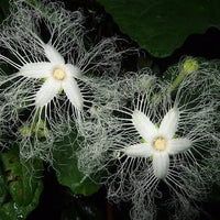 Chinese Cucumber Trichosanthes Kirilowii Climbing Herb Seeds