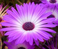 Ice Plant Delosperma Floribunda – Purple Stardust Garden Flower Seeds