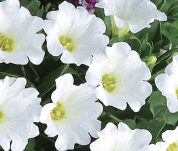 Chilean Bellflower White Nolana Paradoxa – Hardy Garden Flower Seeds